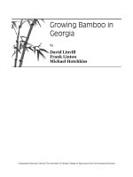 bamboo. growing bamboo in georgia