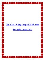 Cây lá lốt – Công dụng cây lá lốt chữa đau nhức xương khớp ppt