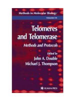 telomeres and telomerase, methods and protocols
