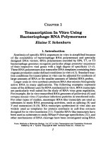 in vitro transcription and translation protocols