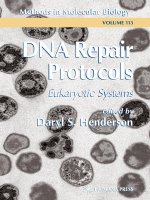 dna repair protocols, eukaryotic systems