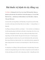 Bài thuốc trị bệnh từ cây đằng xay doc