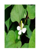 Trị sởi biến chứng qua các thời kì pdf