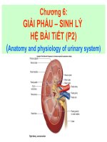 chương 6 giải phẩu – sinh lý hệ bài tiết (p2)