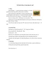 Kỹ thuật trồng và công dụng cây quế