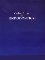 color atlas of endodontics  -  w. johnson (w b saunders)
