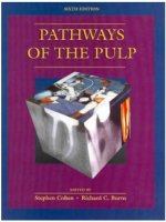 Pathways of the pulp  