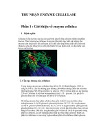 THU NHẬN ENZYME CELLULASE