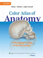color atlas of anatomy  -  a photog. study of the human body 7th ed.  -  j. rohen, et al., (lippincott, 2011)
