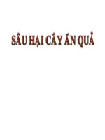 các loài sâu hại cây ăn quả