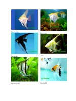 Ảnh một số loài cá cảnh được nuôi ở Việt Nam