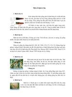 Một số bệnh ở lúa