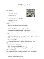 Kỹ thuật trồng rau diếp cá