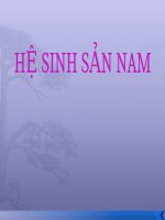 hệ sinh sản nam