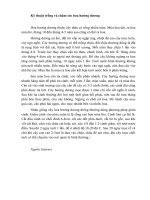 Kỹ thuật trồng và chăm sóc hoa hướng dương