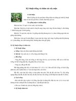 Kỹ thuật trồng và chăm sóc cây mận