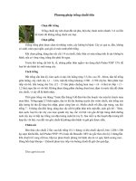 Phương pháp trồng chuối tiêu