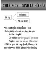 chương 11 sinh lý hô hấp