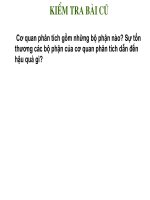  cơ quan phân tích thính giác