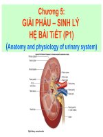 chương 6 giải phẩu – sinh lý hệ bài tiết (p1)