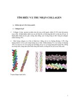 TÌM HIỂU VÀ THU NHẬN COLLAGEN