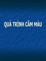 quá trình cầm máu