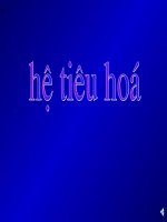he tieu hoa