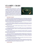 giới thiệu cua biển  crabs