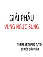 giai phau vung nguc bung