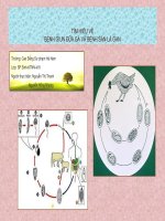 tìm hiểu về bệnh giun đũa gà và bệnh sán lá gan