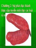 tuyến sinh dục của cá