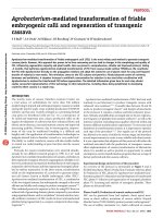 Agrobacterium mediated transformation of friable  embryogenic calli and regeneraion oftransgenic cassava