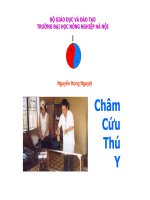 châm cứu thú y
