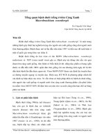 Tổng quan bệnh đuôi trắng ở tôm Càng Xanh Macrobrachium rosenbergii