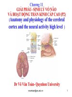 chương 11 giải phẩu- sinh lý vỏ não và hoạt động thần kinh cấp cao (p2)