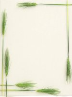 Giáo án bồi dưỡng Tiết 18 Vận chuyển máu trong hệ mạch - giáo án sinh học 8 tham khảo