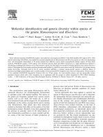 Molecular identification and genetic diversity within species of the genera hanseniaspora and kloeckera