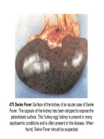 Một số tư liệu hình ảnh về bệnh vi rút và vi khuẩn ở gia súc