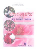 kỹ thuật trồng hoa đào tết