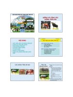 giáo trình chăn nuôi trâu bò