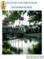 PHÂN BÓN CHO CÂY CÀ PHÊ