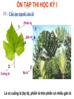 Bài giảng điện tử môn sinh học: Ôn tập chương lá ppt