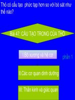 Bài giảng điện tử môn sinh học: cấu tạo trong của thỏ pdf