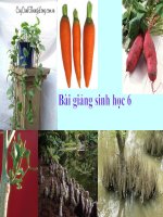 Bài giảng điện tử môn sinh học: biến dạng của rễ cây pot