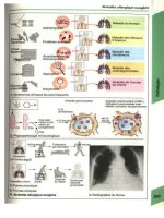 Atlas de poche d immunologie - part 8 potx