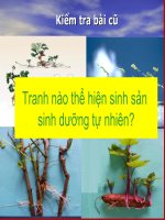Bài giảng điện tử môn sinh học: Sinh sản sinh dưỡng potx