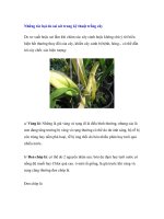 Những tác hại do sai sót trong kỹ thuật trồng cây docx