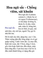 Hoa ngũ sắc - Chống viêm, sát khuẩn pot