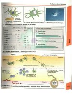 Atlas de poche d immunologie - part 3 pptx