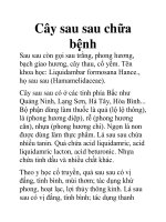 Cây sau sau chữa bệnh ppt